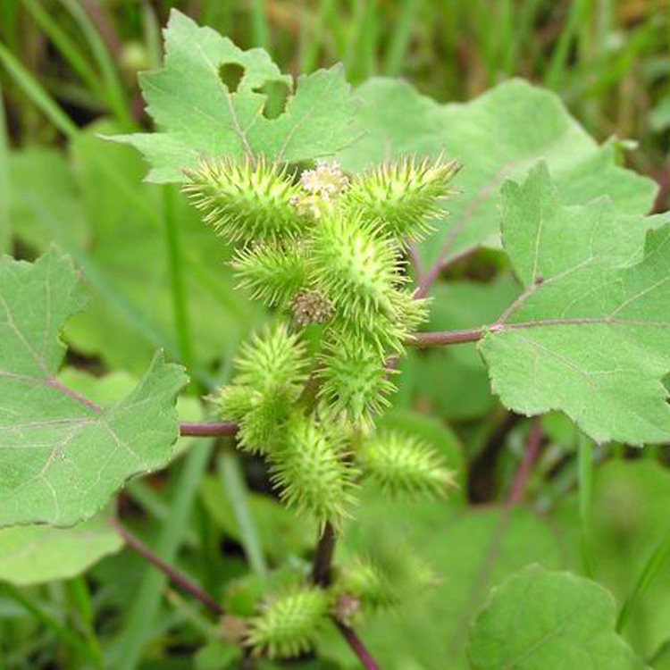 新货现采新鲜中药材野生苍耳草地葵虱马头老苍子全草500g
