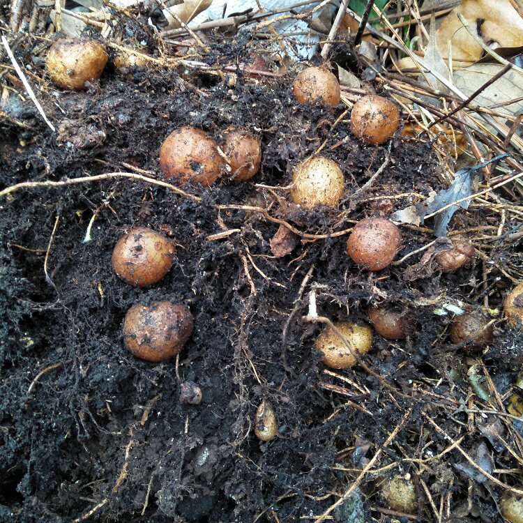 野生石黄皮新鲜凤凰蛋肾蕨 蛇蛋参 石上丸 石枇杷煲汤500g3斤包邮