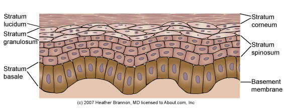 女人护肤#笔记(一) 皮肤为什么缺水?