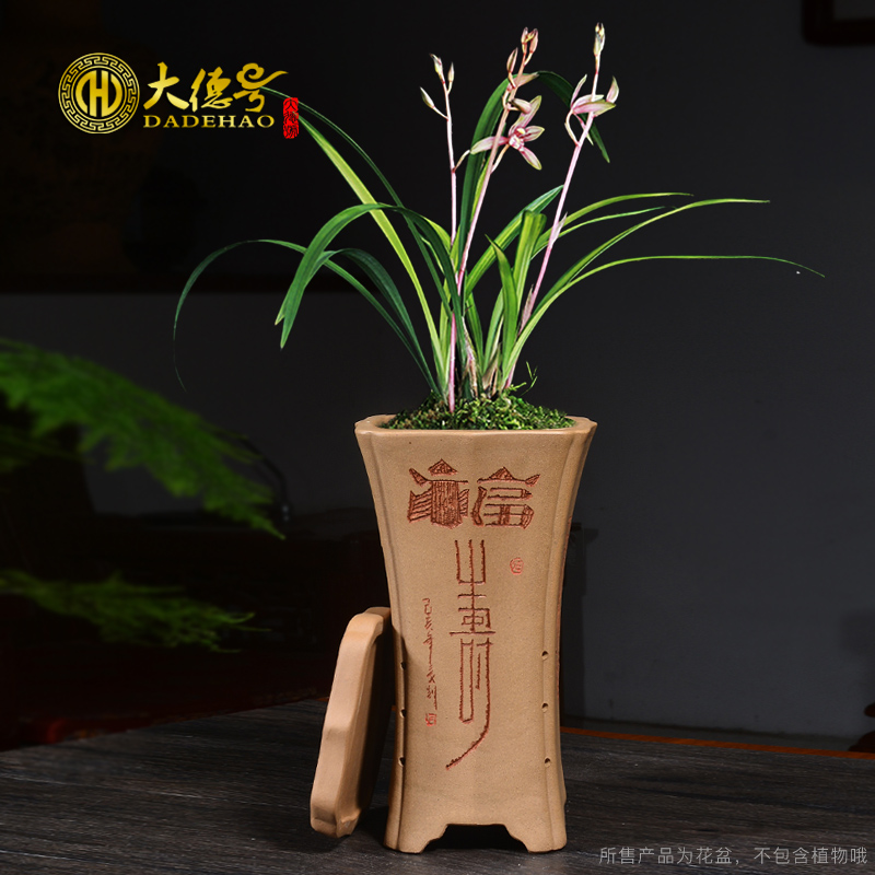 Greatness number gold period of sifang violet arenaceous mud very blue grass the plants four seasons facilities. We chunlan special orchid flower POTS