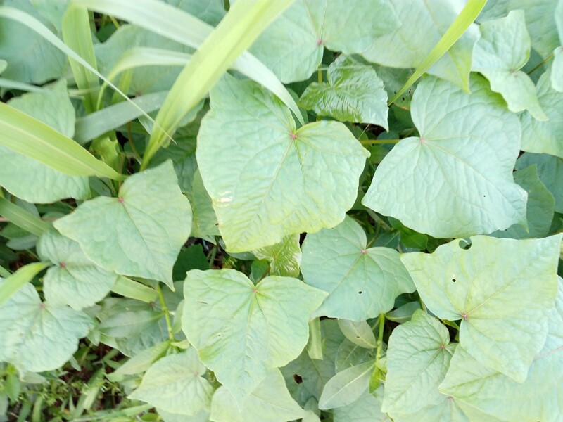 野生金荞麦兰荞 四川自贡 南桥荞叶七 万年荞新鲜干粉