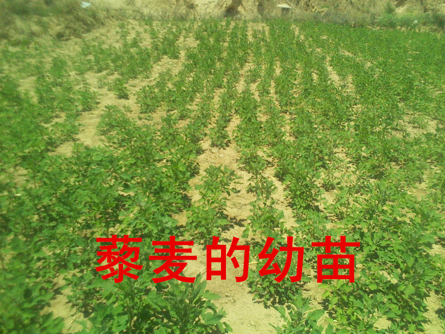 山西藜麦山西特产杂粮宝宝杂粮看描述再拍