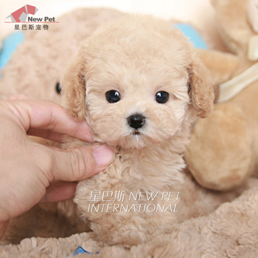 好牌子种类推荐……