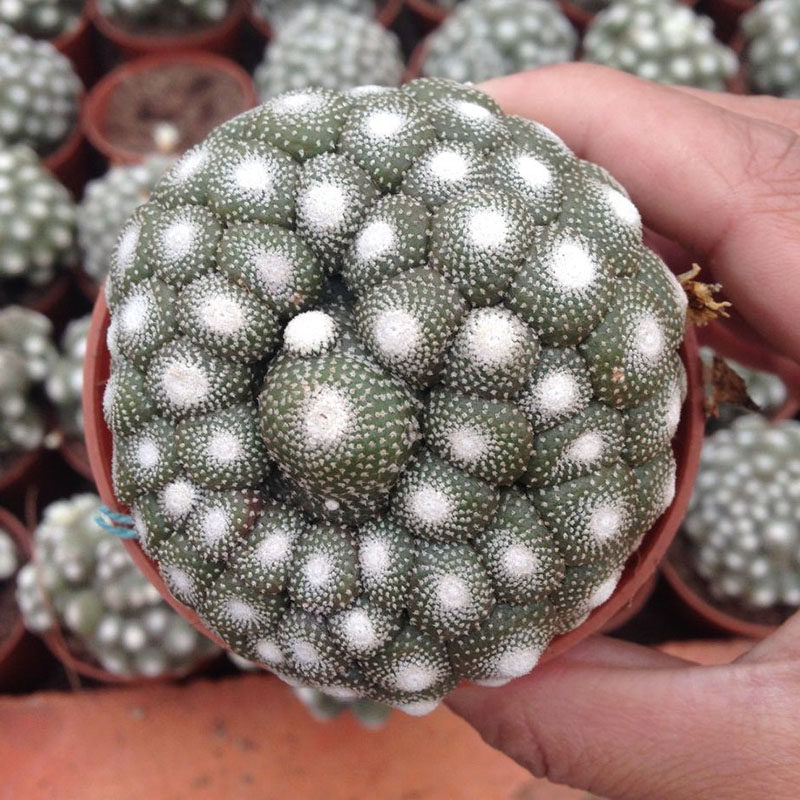 【三只蝴蝶-松露玉】仙人掌科 多肉植物 仙人球 绿植花卉落地无根