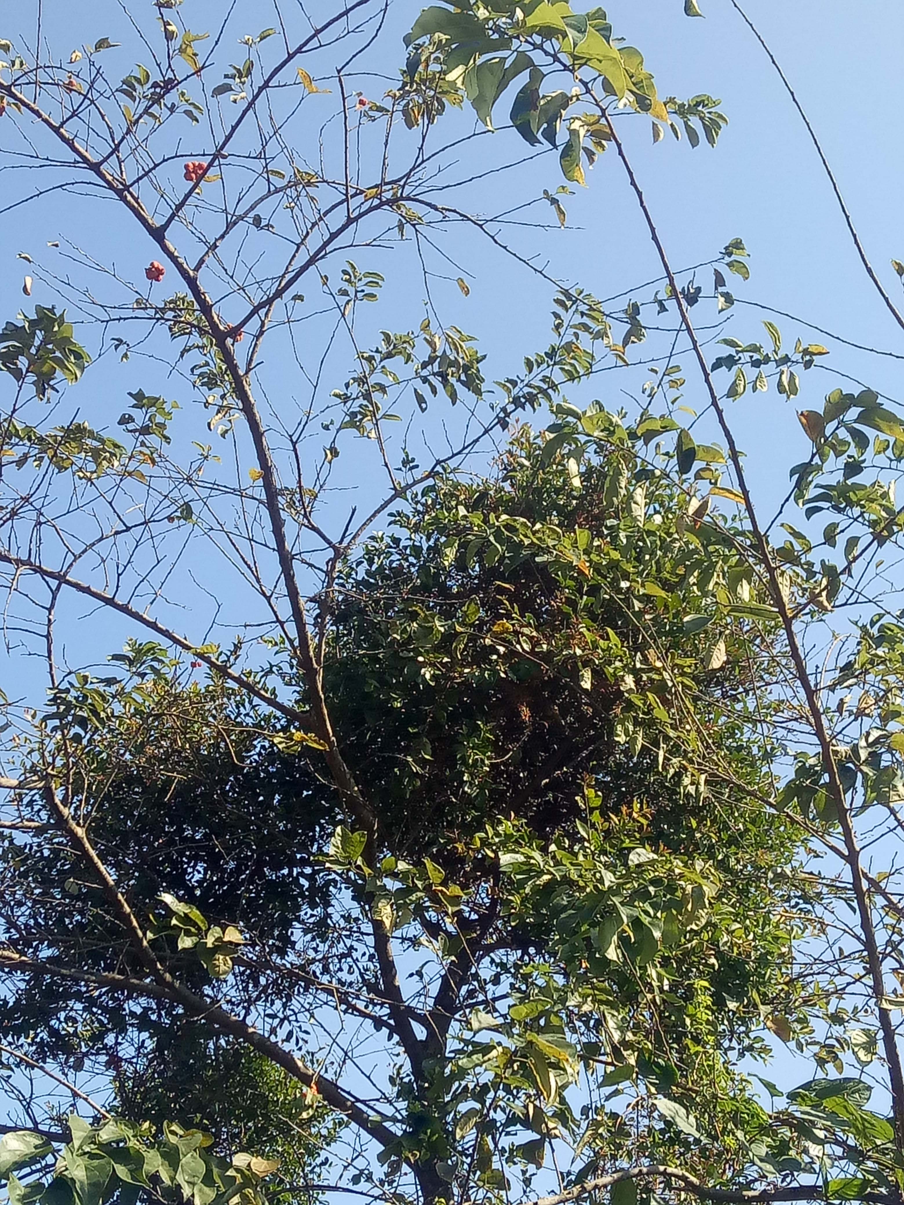 5件包邮正品野生中草药材黄桑树 柘木 葨芝 刺簕木 穿破石寄生