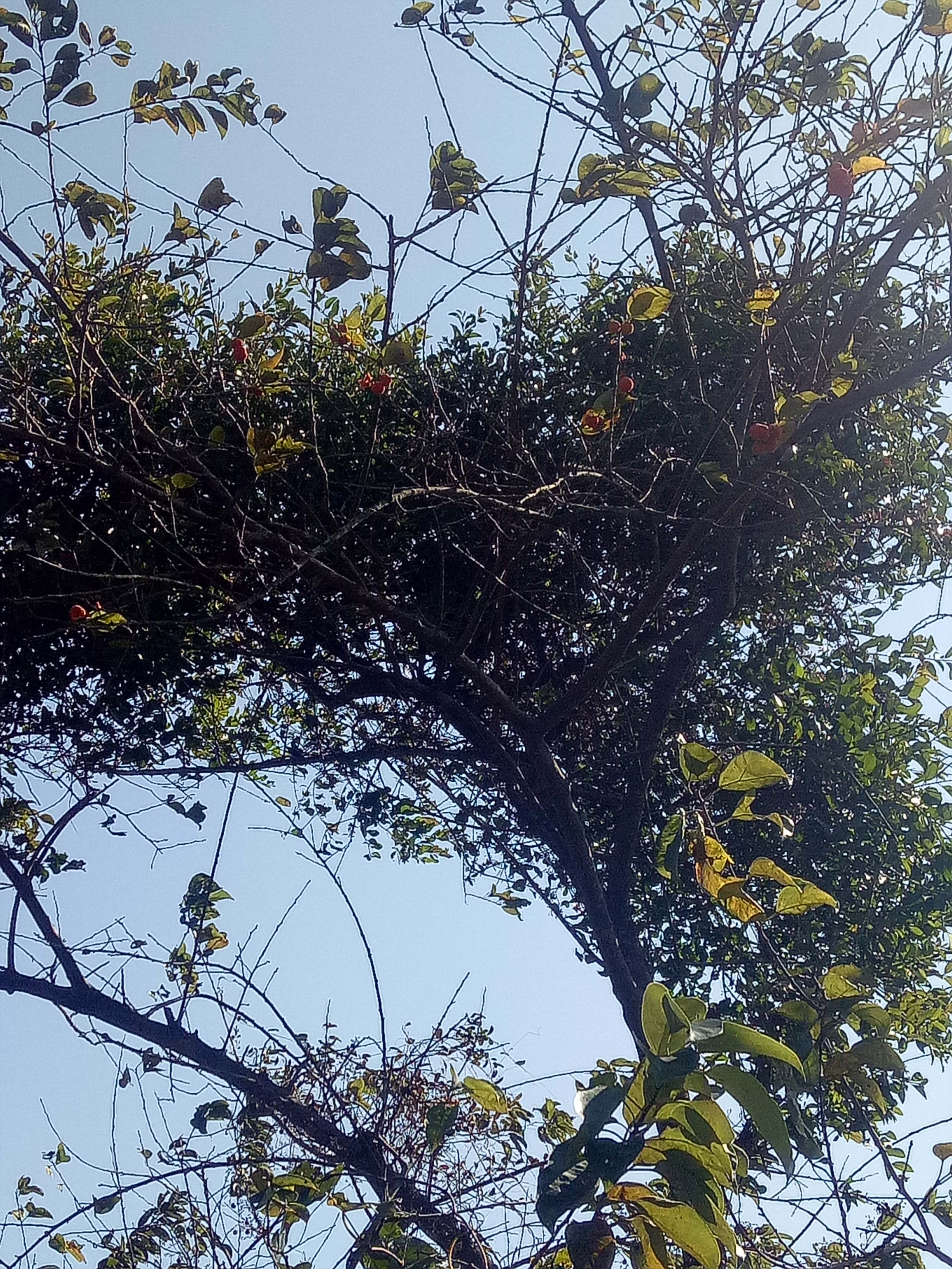 5件包邮正品野生中草药材黄桑树 柘木 葨芝 刺簕木 穿破石寄生