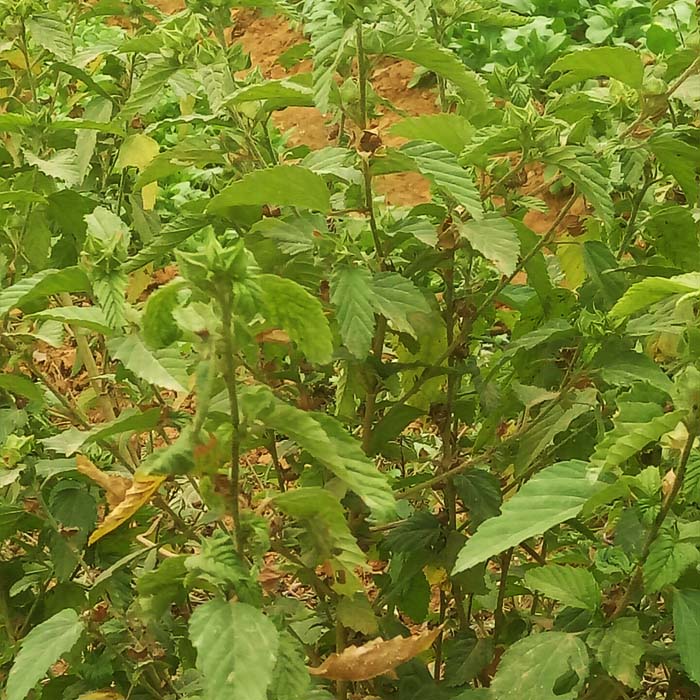 5斤包邮新鲜现采野生中草药材赛葵 黄花草 黄花棉 野油菜 臭矢菜