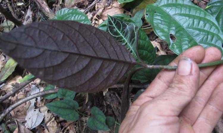 5斤包邮野生中草药走马胎 血枫 山鼠 山猪药 走马风 大发药 马路