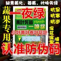 Yellow leaves a spray green foliar fertilizer dead seedlings rotten roots once green 120 saplings rose flowers green leaf disease medicine Universal