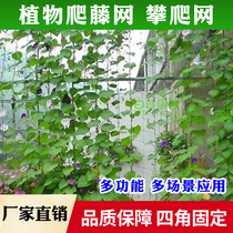 Plant Climbing net Climbing net Vegetable melon and fruit net export Japanese horticultural net climbing net horticultural net