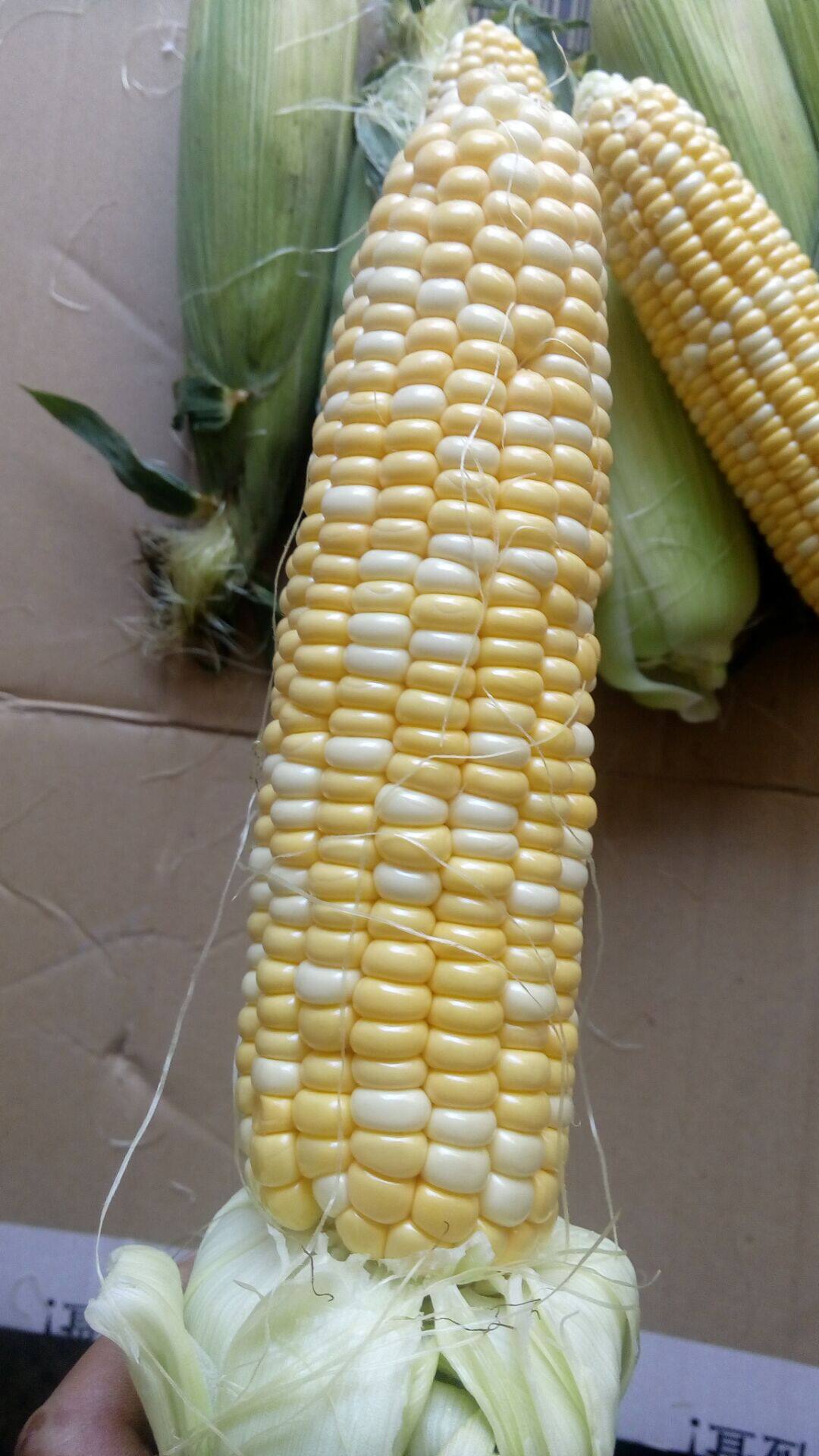 云南青玉米农家甜脆新鲜玉米棒4斤包邮