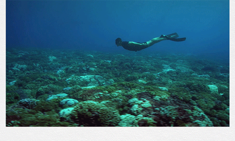 "嗵"的一声沉入海底 仿佛进入与世隔绝的另一个世界 一切烦恼都会被