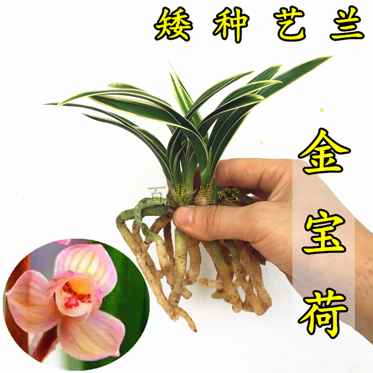 兰花苗【金元宝】金边矮种线艺建兰苗花卉绿植盆栽包邮