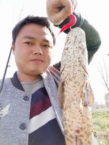 Bole Luya cattle Brother Lang Niu flying pupa Bee pupa fishing blackfish perch Luya soft bait potatoes a pack to send a hook