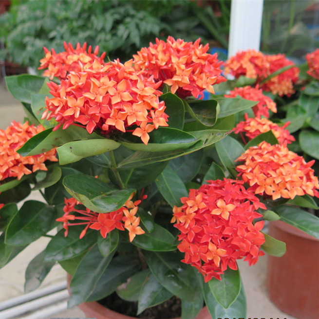 不管你是谁,都养不死这些皮糙肉厚的花卉