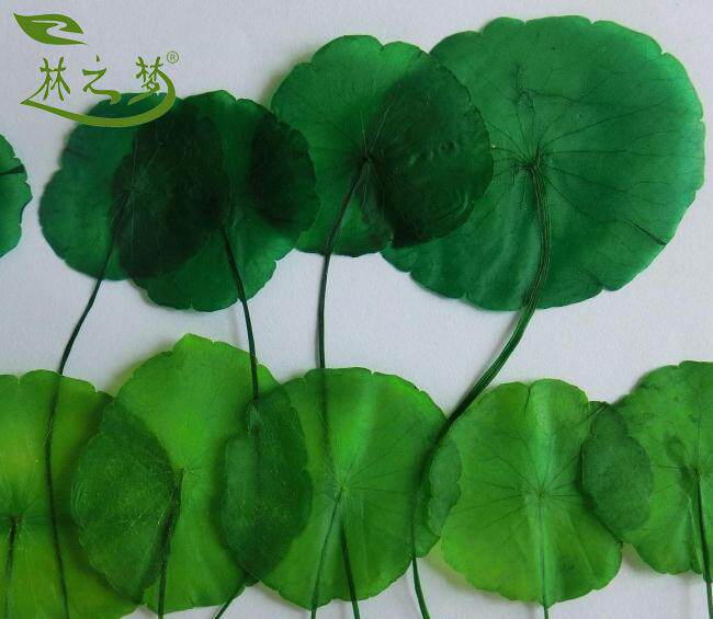 金钱草标本铜钱草迷你小荷叶押花画水晶滴胶书签手工材料装饰批发