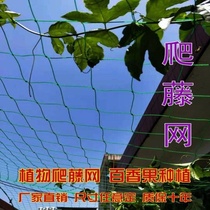 Gardening climbing vine net passion fruit special net grape plant climbing planting vine flower nylon net racking net