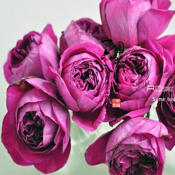 日月伊芙酒窖月季花灌木切花非常漂亮的一款包子一六八园艺