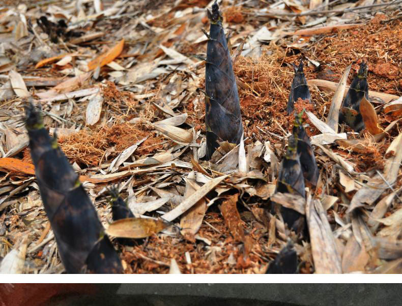 野生新鲜雷笋现挖现发杭州特产