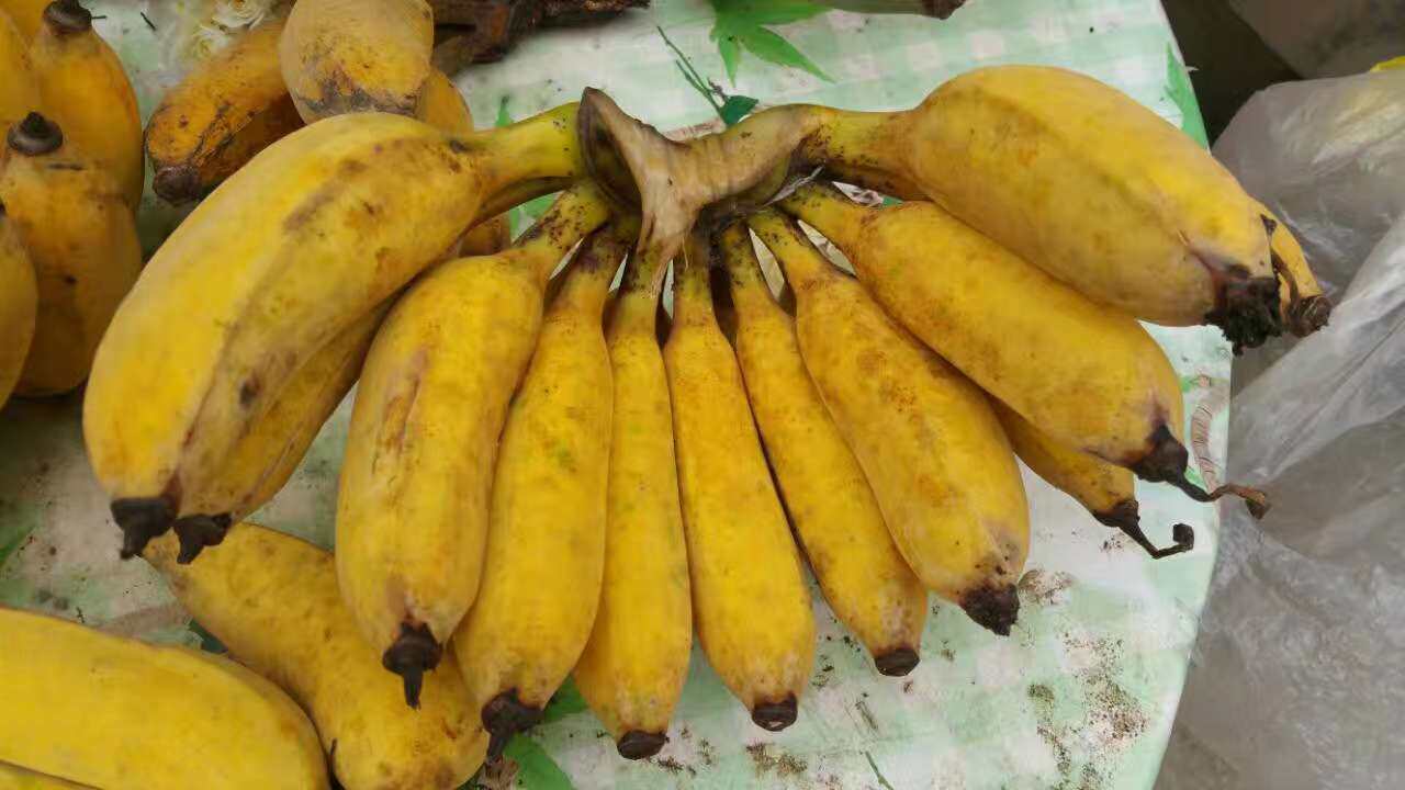 新鲜水果香蕉 小米蕉 西贡蕉 小芭蕉 皇帝蕉 苹