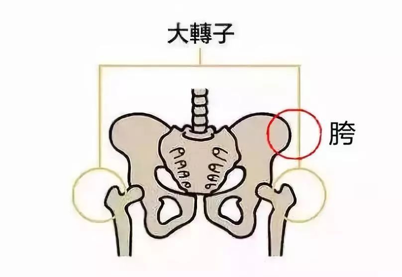 人的胯部位置图片图片