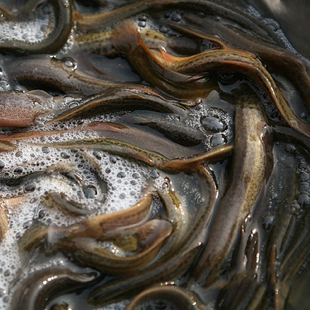 [三花五罗]黑龙江特产绥滨县地产鲜活野生花泥鳅黄线大黑泥鳅包邮