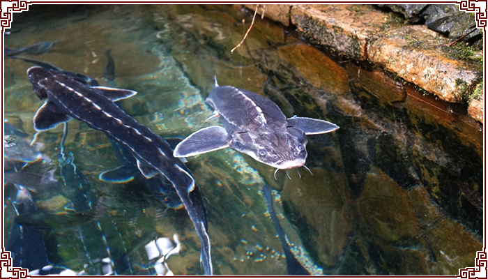 [全鱼宴]黑龙江野生活鱼江鱼鲟鳇鱼七粒浮子大鲟鱼肉4斤装包邮