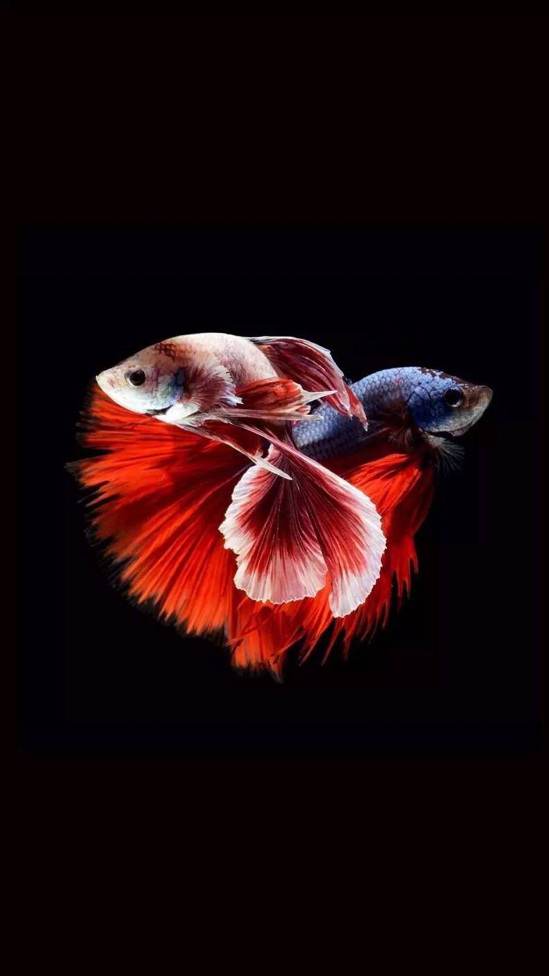 风水作用最强大的是哪几种观赏鱼?