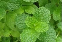 Lemon mint essential oils 5ml