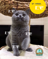 Upper House ▲ CFA purebred British shorthair cat British short blue cat live pet cat Australian blood SOSO MM tail