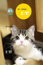 Mansion Villa C F A Racing Class American Short Hairy Cat Beauty Short Brown Tiger Spotted Plus White Cheese LIVING PET FELINE GG I L M M M