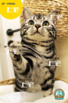Upper house cat house CFA ▲ purebred American shorthair cat beautiful short silver tabby live pet cat ▲ CODE ▲ DD