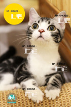 Shangzhai UP-HOUSE▲CFA American shorthair competition-level American short silver tabby plus white live kitten▲DD
