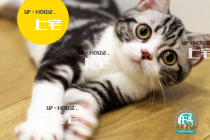 ▲ Shangzhai-CFA purebred American short-hairy cat short silver tabby plus White live pet cat ▲ SOE ▲ MM