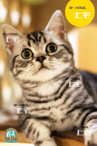 UP-HOUSE▲CFA purebred American shorthair competition-level American short silver tabby live pet kitten MM