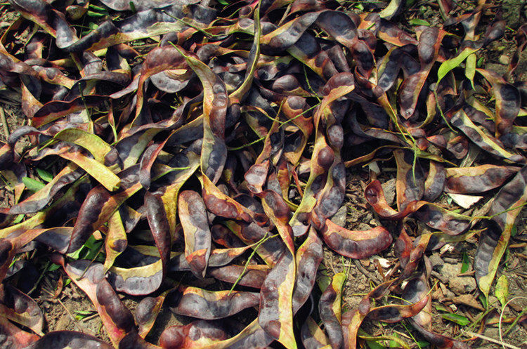 特级野生皂角米云南梁河单荚雪莲子干货100克无硫无糖银耳搭配