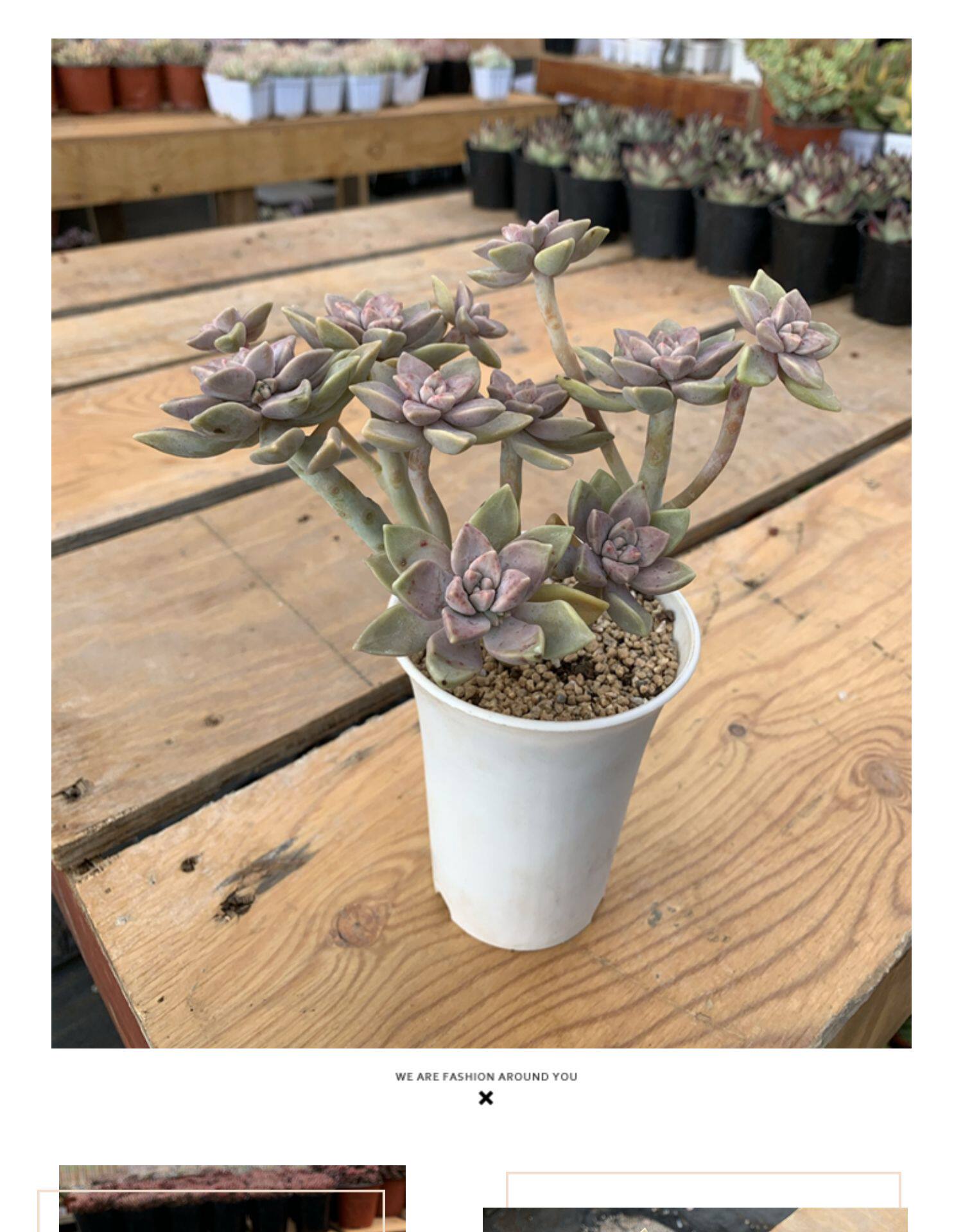 阿伦陪 清棚特价包邮 整桩多头老桩群生造型多肉植物好度夏易繁殖