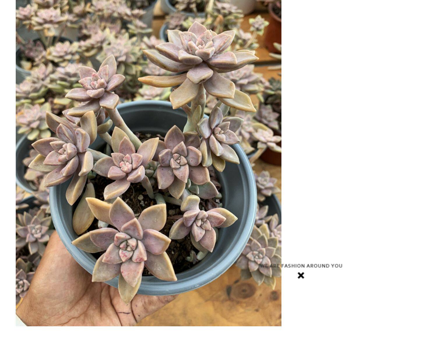 阿伦陪 清棚特价包邮 整桩多头老桩群生造型多肉植物好度夏易繁殖