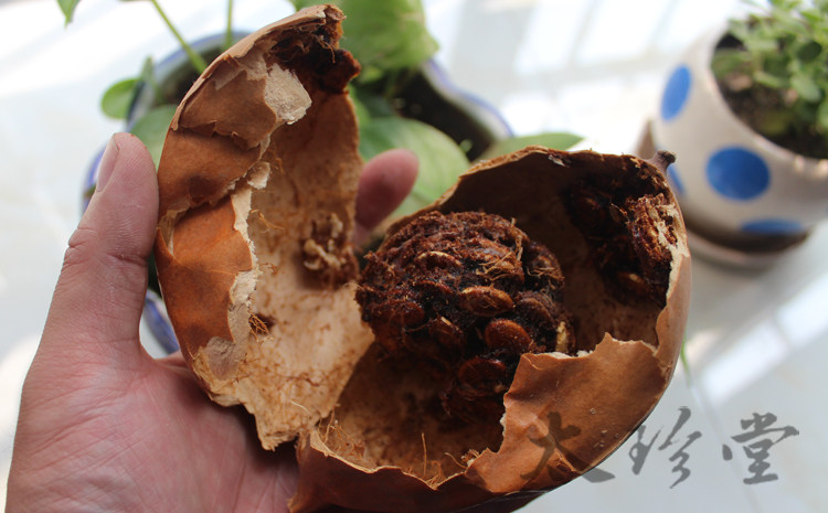 太行山野生瓜蒌500g 全栝楼实 全瓜蒌整瓜蒌个 可代切瓜蒌条