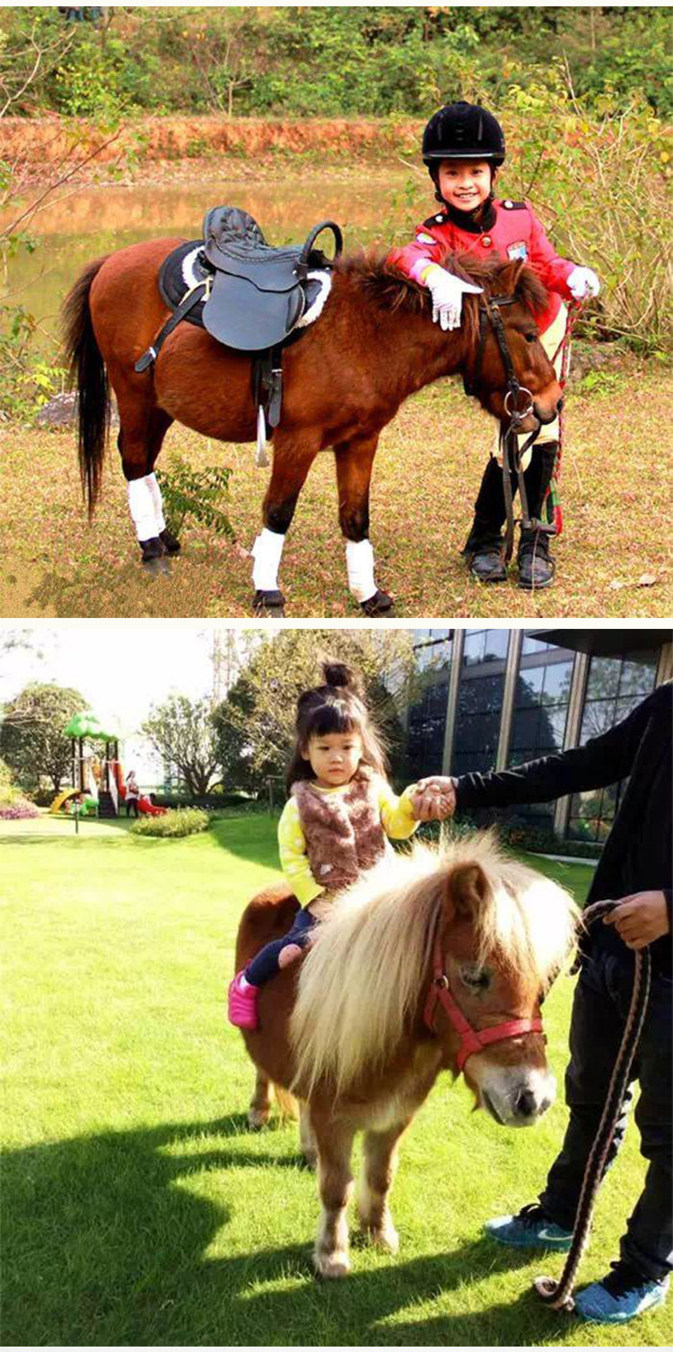 矮马活马活体真马小马驹迷你儿童马景区骑乘马宠物马设特兰矮马