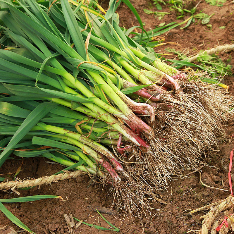 新鲜蒜苗青蒜苗农家自种本地蒜苗紫皮蒜苗带泥发货4斤包邮嫩蒜苗