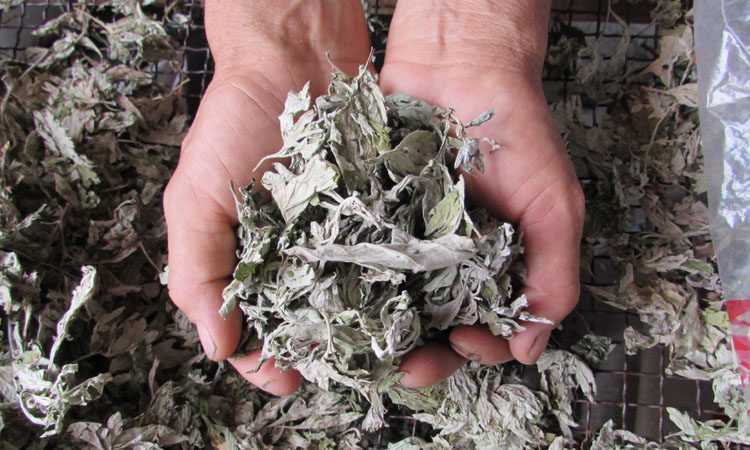 野生泡茶艾叶 可食用艾叶草 艾草叶 煮鸡蛋熏蒸 新鲜蕲艾叶500克