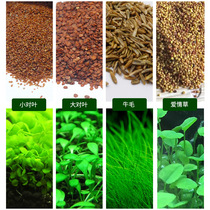 Lazy water grass seed Fish Tank landscape small pair of leaf seed grass tank cow hair grass water grass seed fresh water Four Seasons plant
