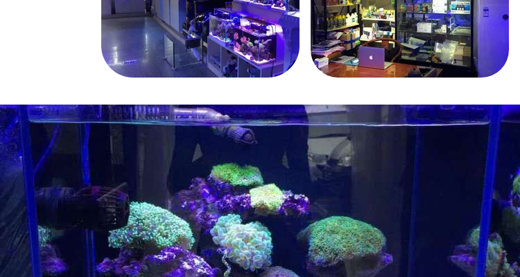 海水鱼缸水族箱造景装饰套餐高钙活石珊瑚海缸水族造景石水草草缸