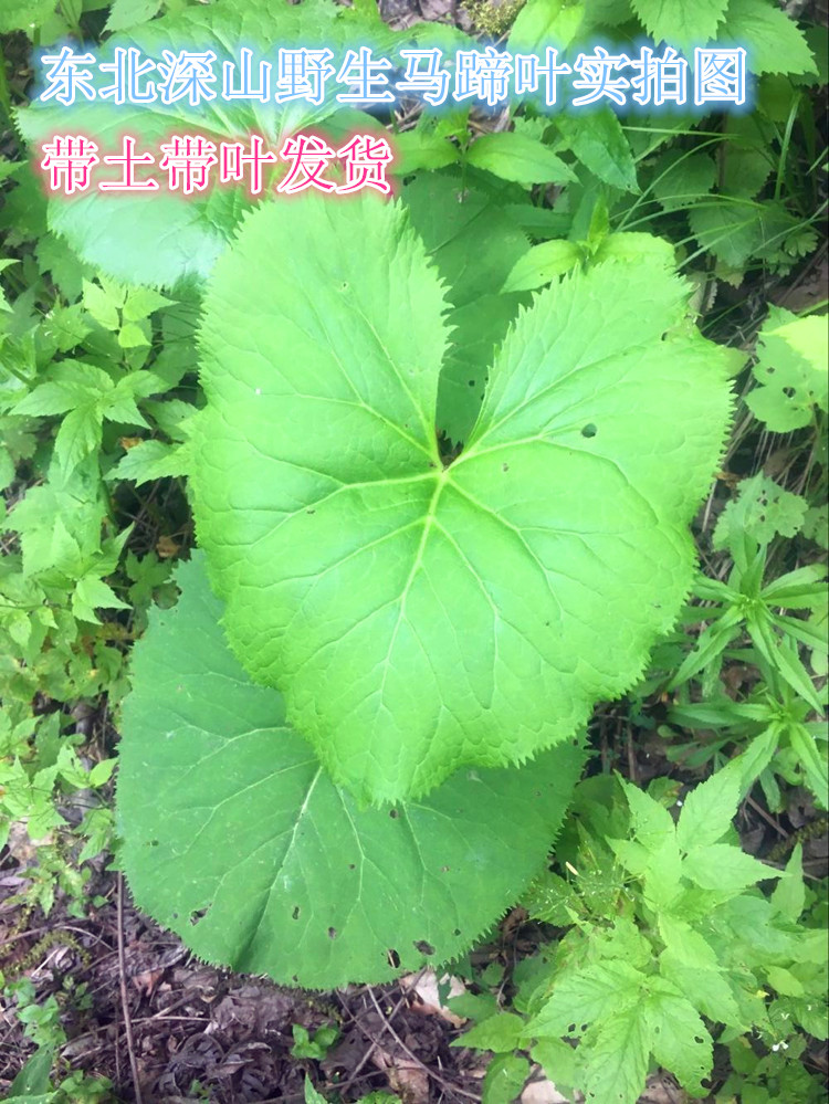 东北野生马蹄叶马蹄草山野菜驴蹄草中草药植物北槖吾种子种苗易活