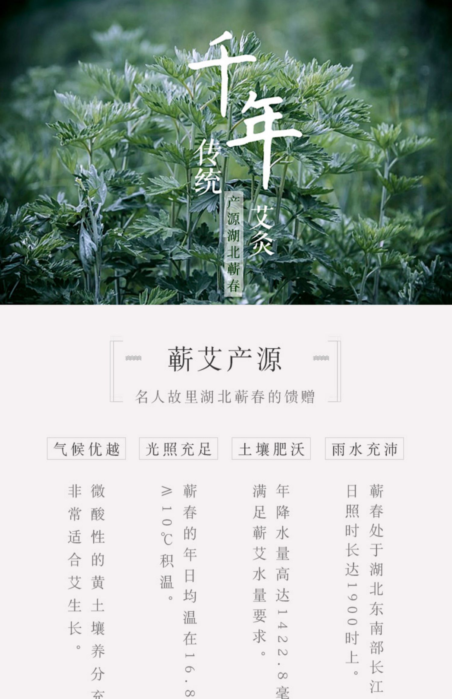 李时珍蕲艾条艾柱五年陈艾灸条手工批发艾草艾绒艾叶家用宫熏妇科