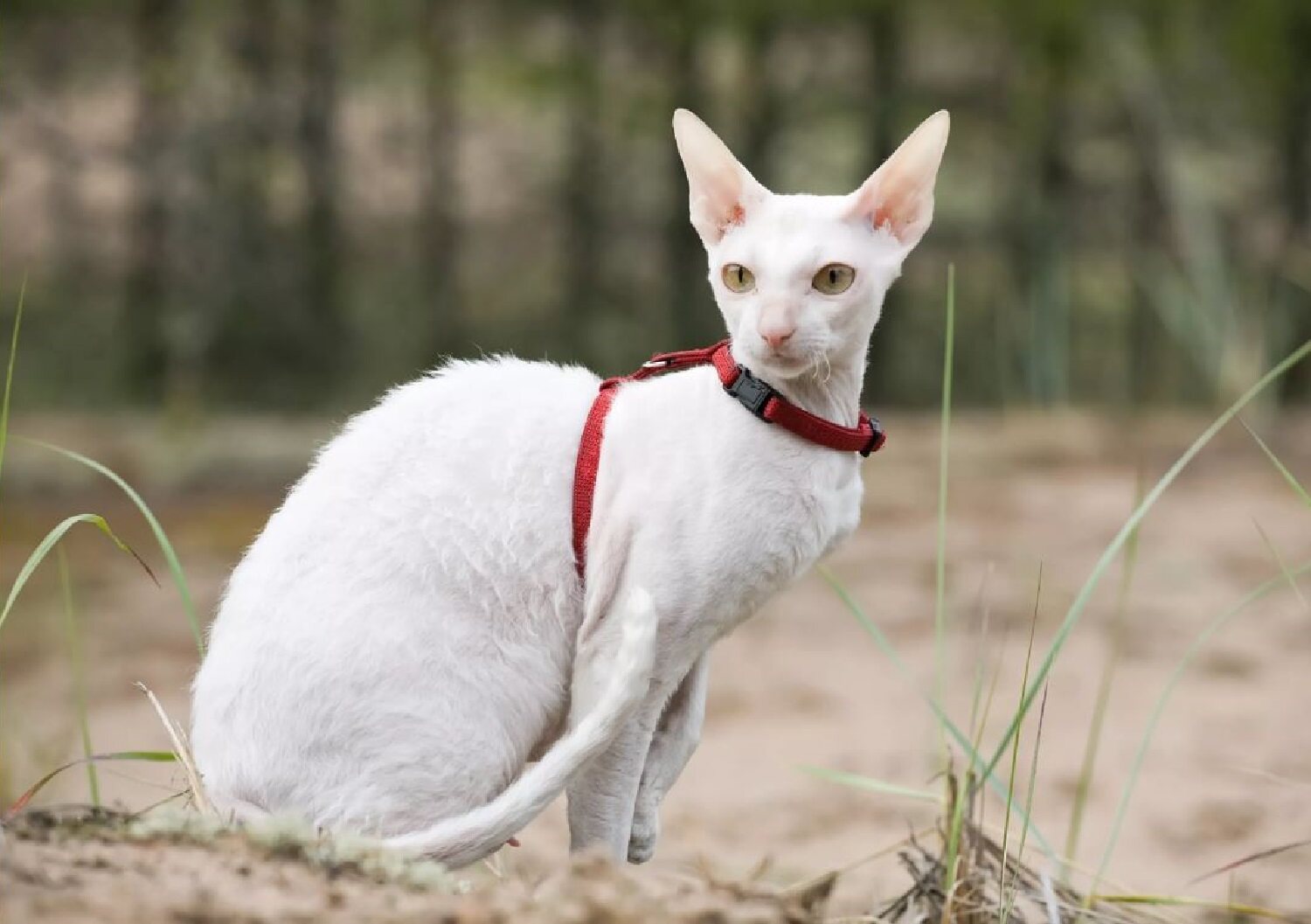康沃尔雷克斯卷毛猫(cornishrex)因为其独特的波浪状卷毛而闻名.