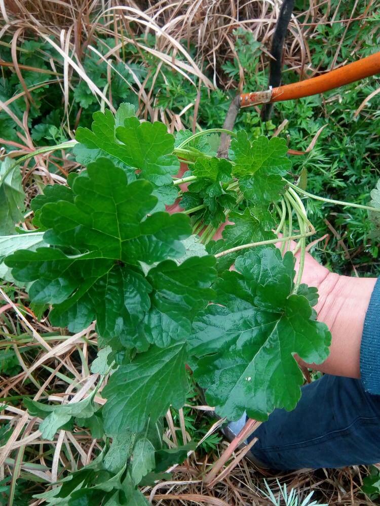 现采新鲜野生益母草白花童子益母草幼草带根全棵两斤包邮有干品