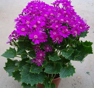 盆景 瓜叶菊盆栽小植物盆景 包邮 室外阳台室内客厅办公室绿植花卉带