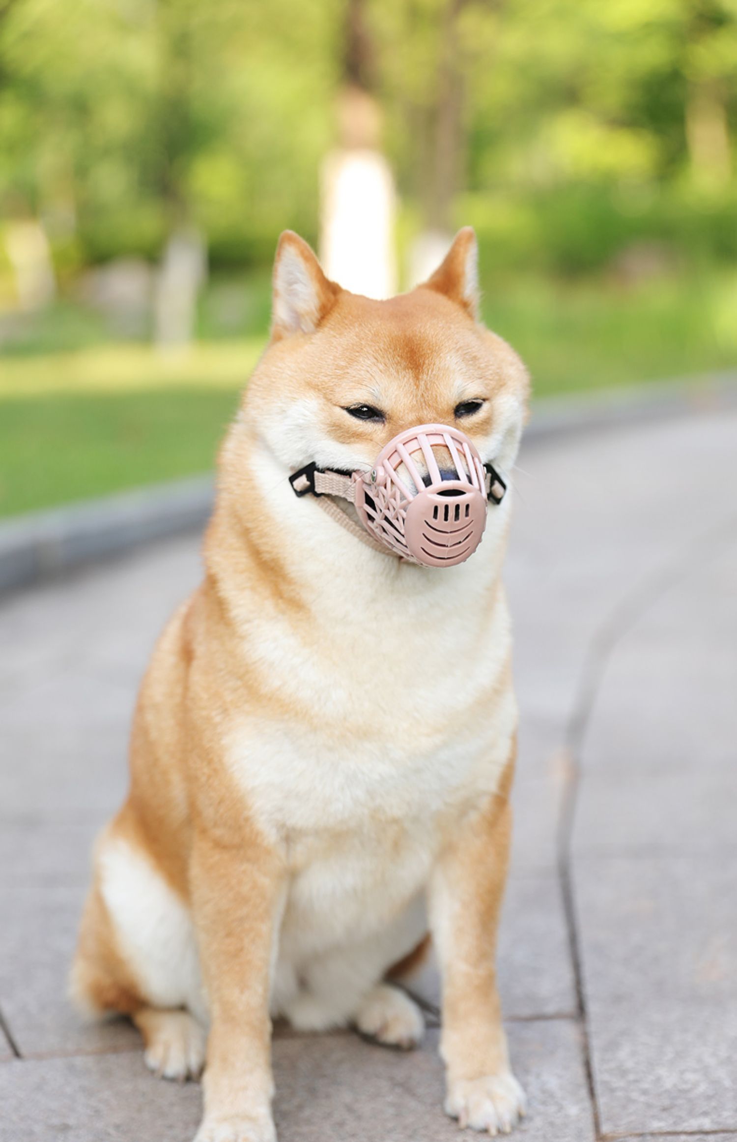 狗狗嘴套防咬人神器防叫乱吃捡食小型大型犬宠物用品泰迪金毛口罩